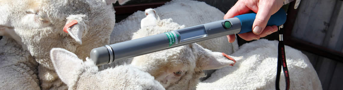 RFID Stick Reader reading sheep